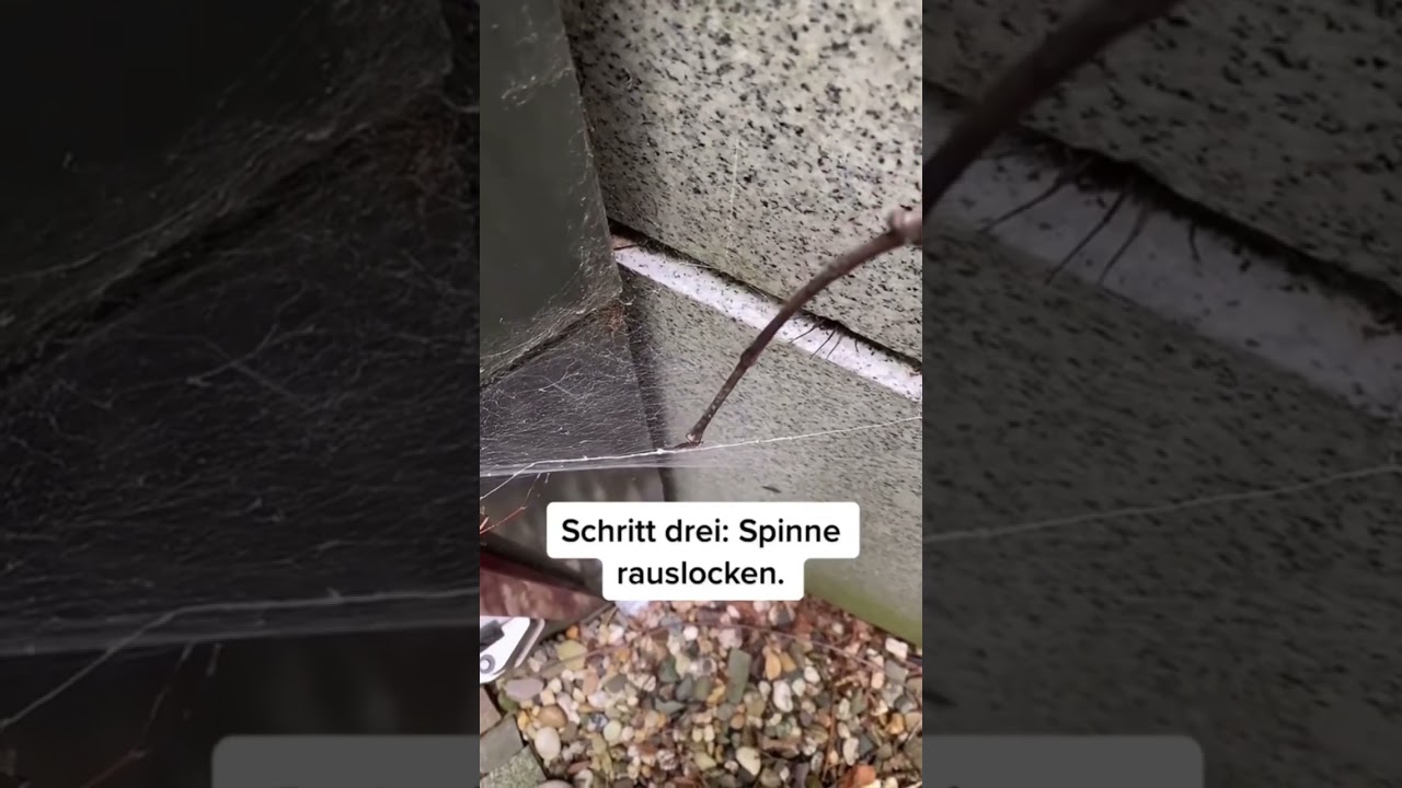 Gr&ouml;&szlig;te Spinne in Deutschland 🇩🇪🕷️ #tiere #trending #tierliebe #animal #spinne #nature