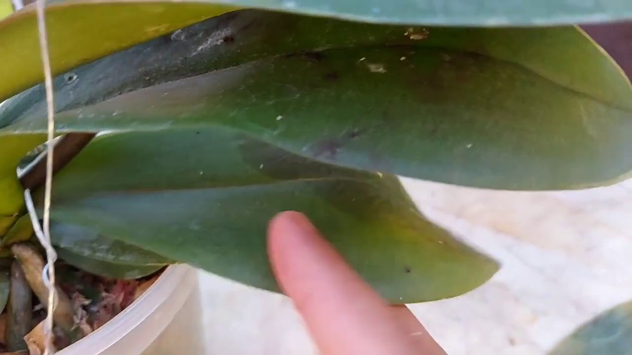 Descubra como salvar uma phalaenopsis que está apodrecendo!!!