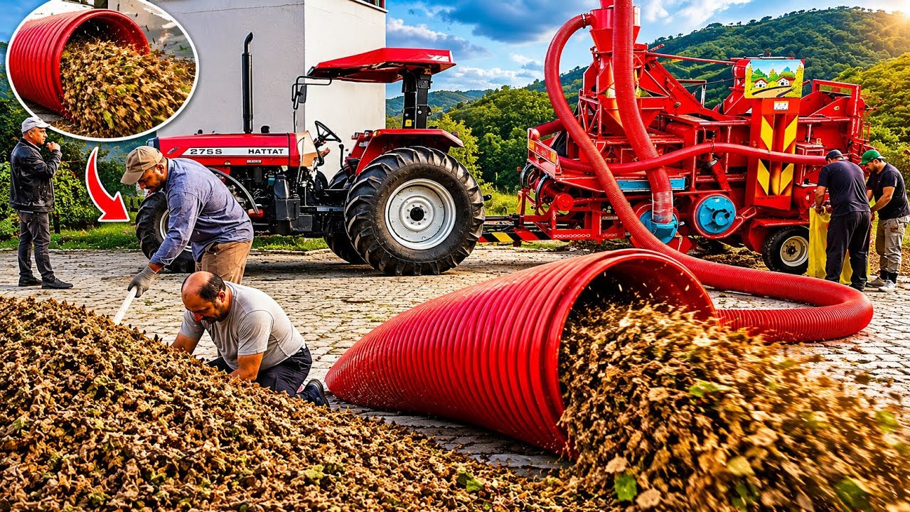 🌰🚜 Köyde Fındık Harmanı! Patoz Maceramız ve Bereketli Gün | Vlog