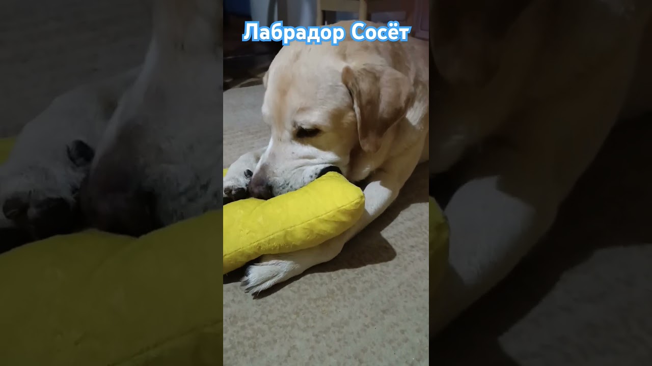🔴Лабрадор Сосёт Игрушку...😄 🔴