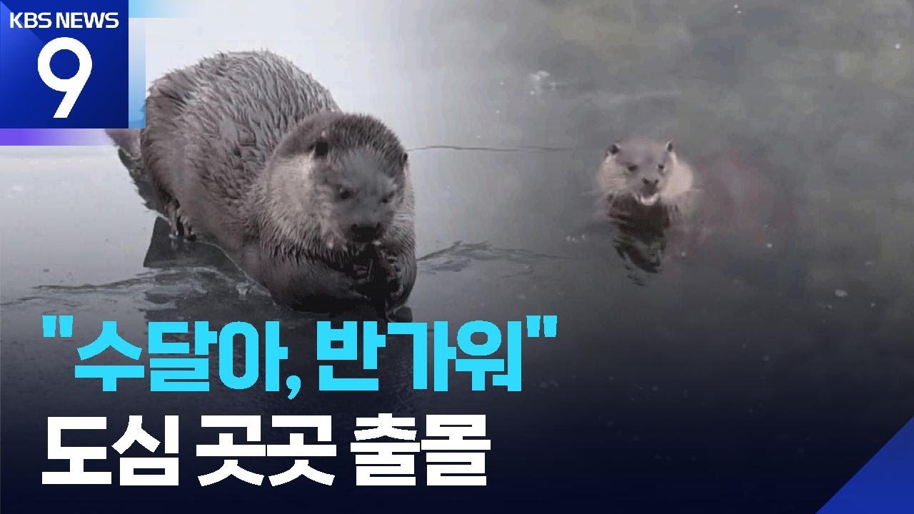 &ldquo;반갑다 수달&rdquo;&hellip;곳곳 출몰은 개체 수 증가 신호? [9시 뉴스] / KBS  2026.02.04.
