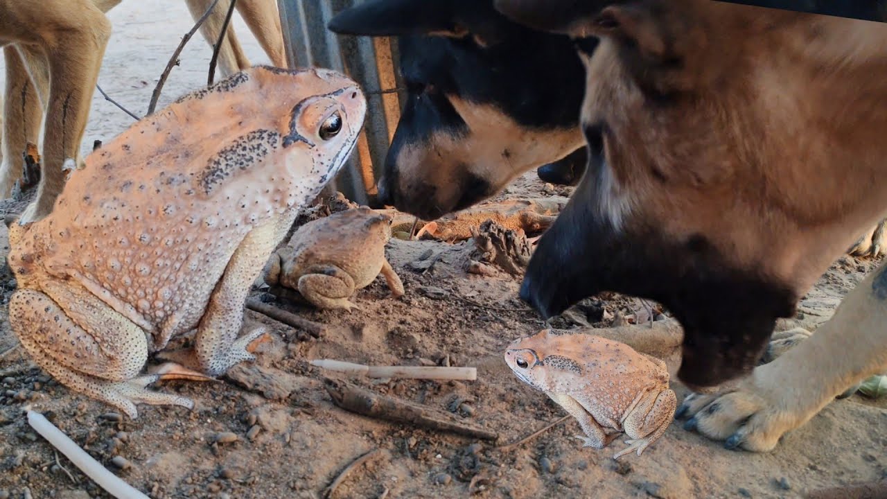My dogs ​​plays with Toad frog. 