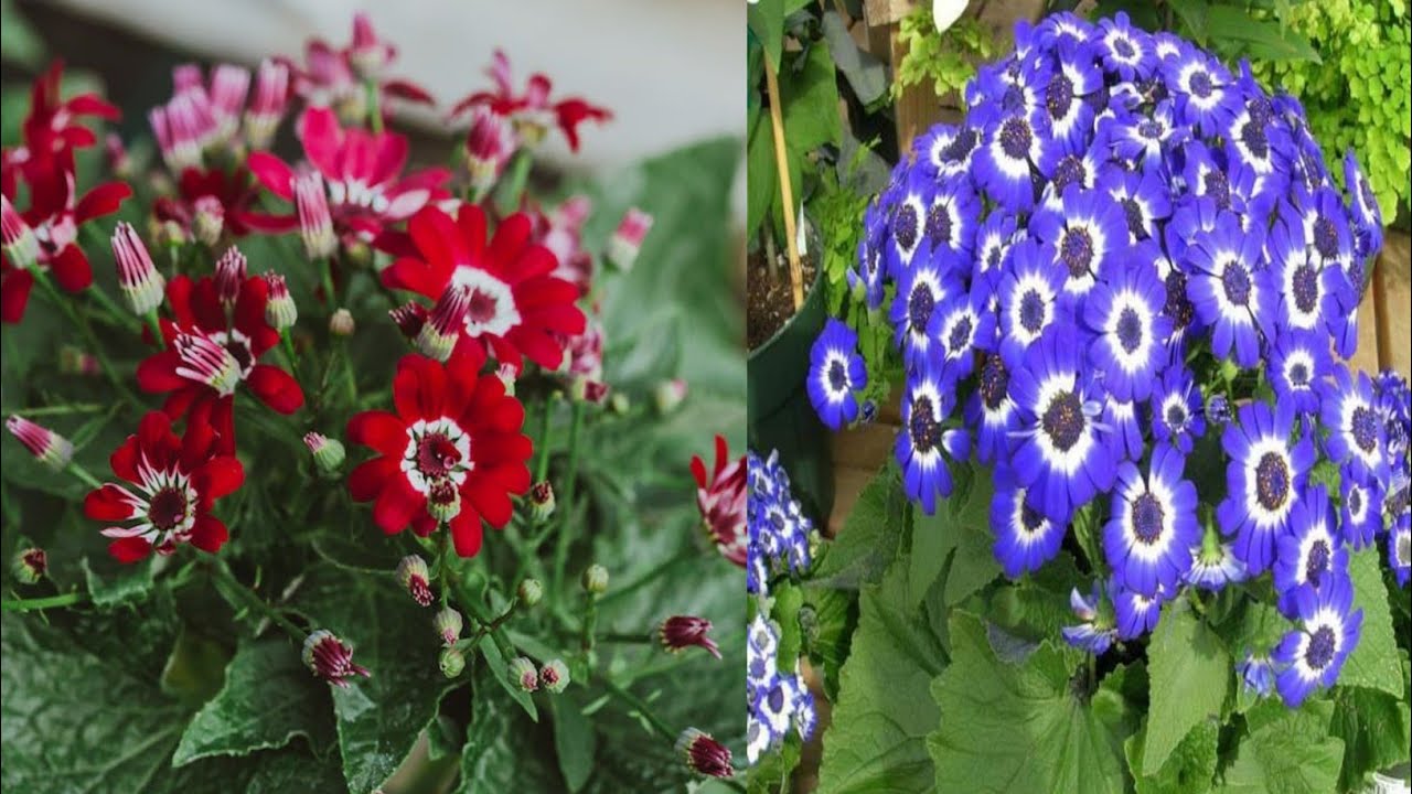 How to Propagate and Care Pericallis  Hybrid Plant 
