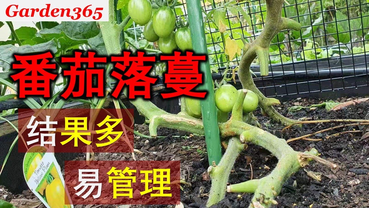 【番茄种植】番茄落蔓｜高效增产｜尤其适合小面积种植