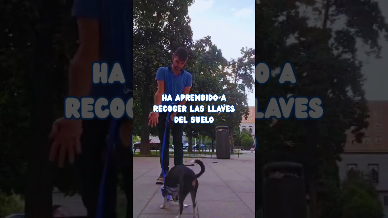 PERRO DE SERVICIO recoge LAS LLAVES DE SU GUÍA en la CALLE.🔑🐶 