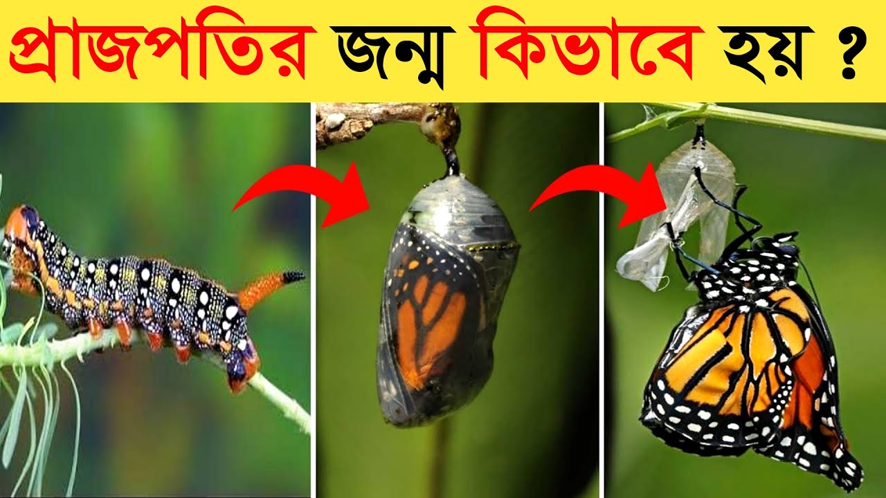 এই পোকাই মৃত্যুর পরে প্রজাপতি হয় || প্রজাপতির জীবনচক্র Larva Butterfly Life Cycle Video