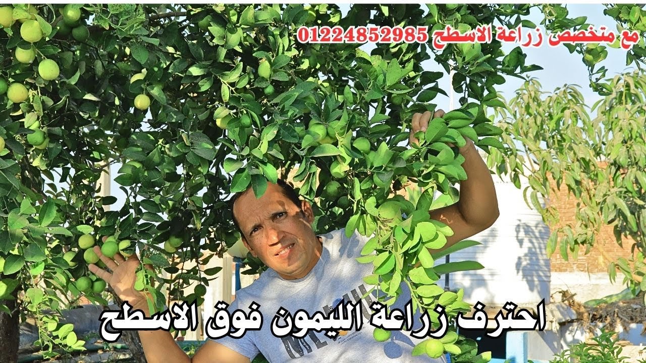 نجاح  زراعة الليمون فوق الاسطح  حصاد الليمون مع الدكتور/ عبدالرحمن شحاتة متخصص في  زراعة الاسطح