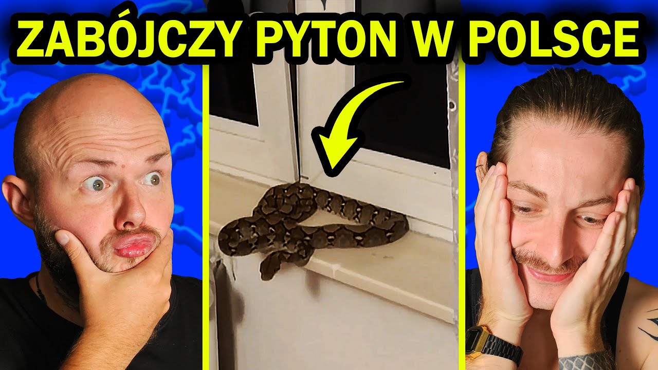 Ogromny PYTON odnalzeiony! (Nowy gatunek pająka, boa do adopcji) - VenoNews #001