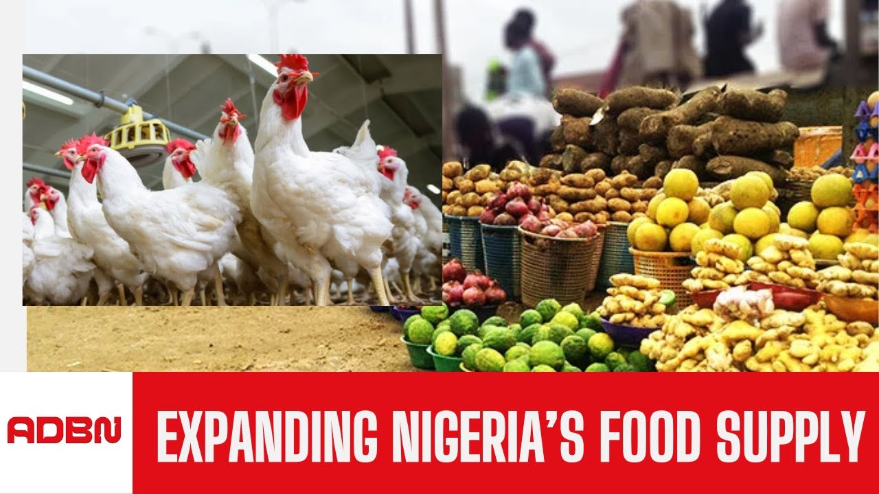 Nigeria Food Security 2026: Poultry Industry Gears Up for Expansion