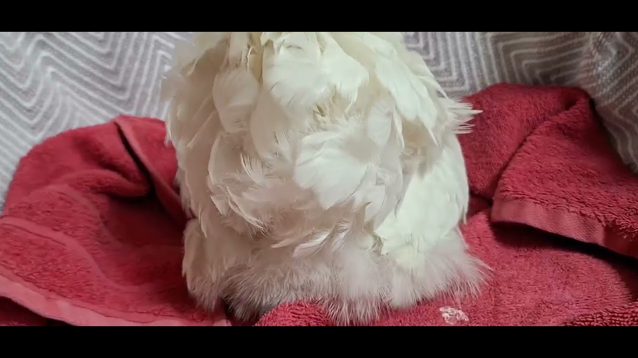 Preparing to lay an egg!