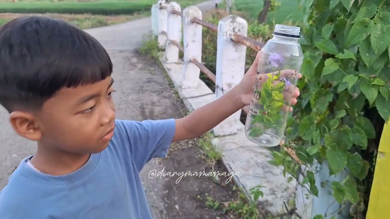 PETUALANGAN MENCARI KUMBANG DI SAWAH