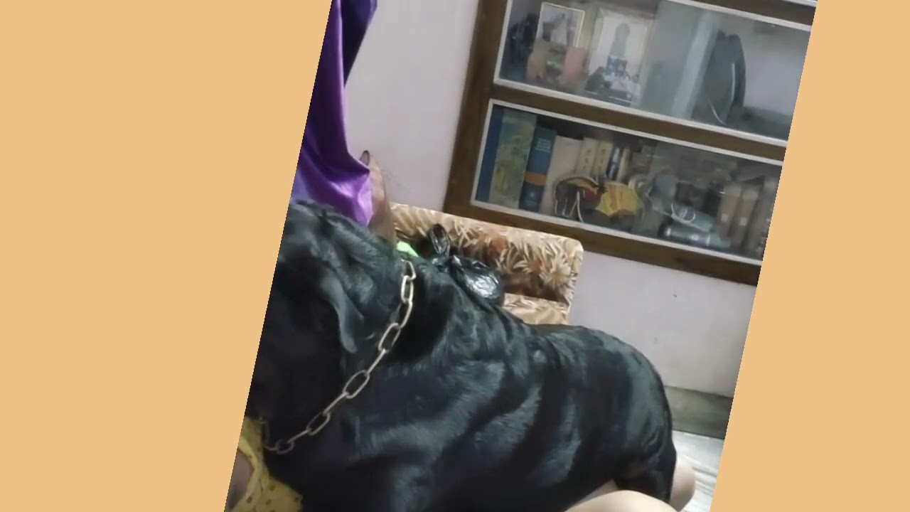 Big Rottweiler kissing video ❤️😘❤️😘