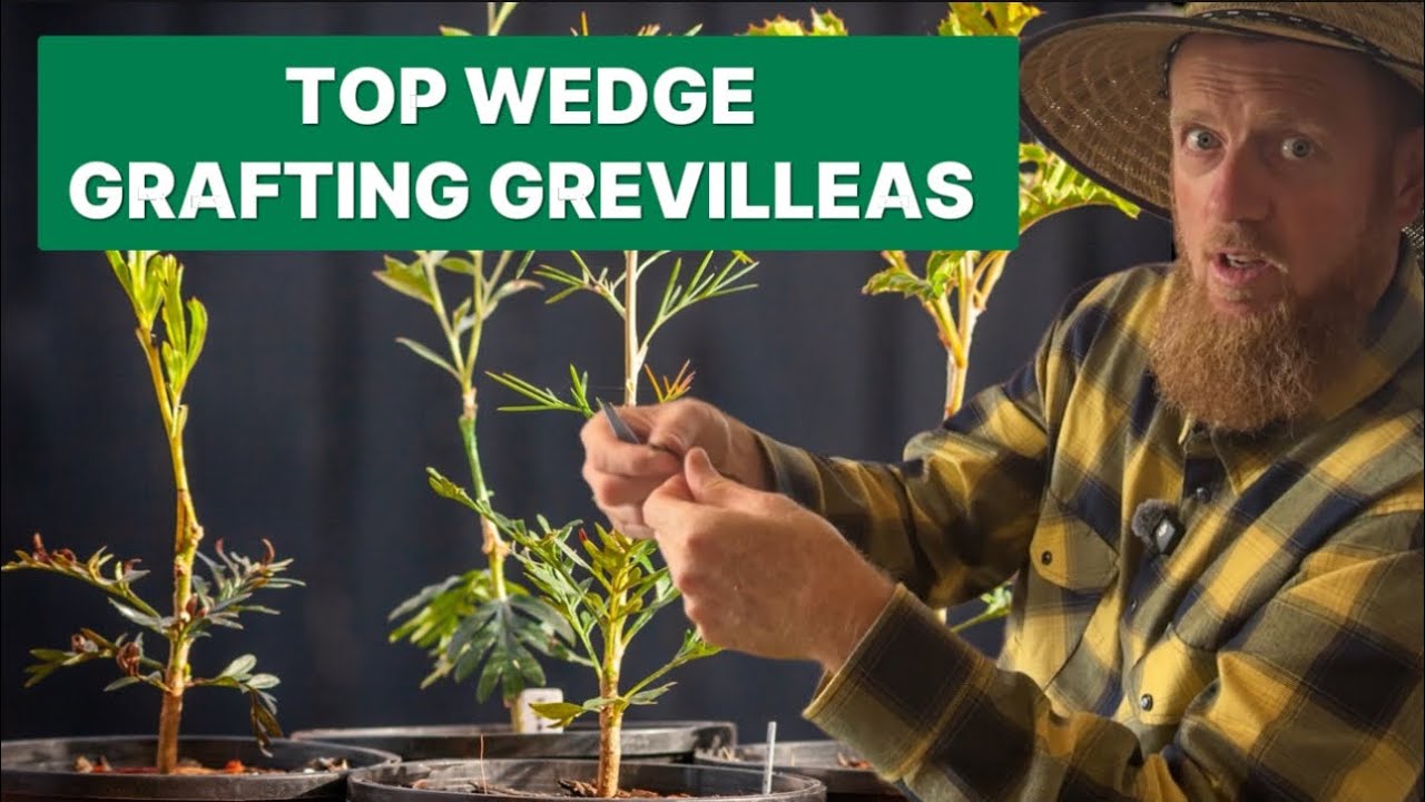 Top Wedge Grafting Grevillea's