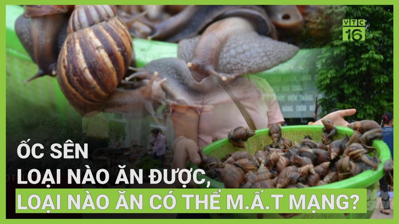 Ốc sên loại nào ăn được, loại nào ăn có thể m.ấ.t mạng? | VTC16