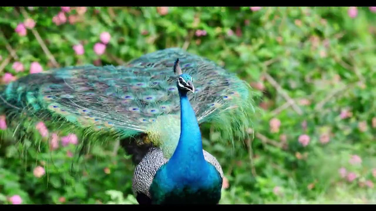 High quality Peafowl sound 🦚 Peacock Opens Feathers | Peacock Dance monsoon #peacocksound #birds