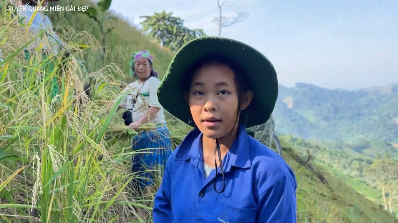 Thu Hoạch Lúa Nương, Công Việc Mưu Sinh Của Hai Vợ Chồng Người Mông  | TQMGĐ