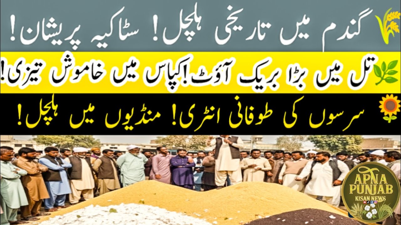 Today Wheat Price in Punjab 2026 | Gundam Rate Today | Munji, Maize, Till, Sarson, Dhan, Cotton, 