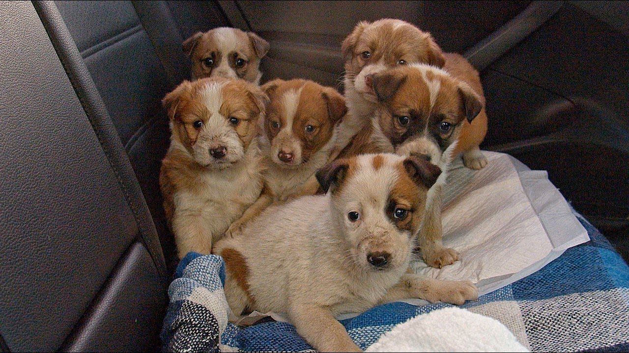 Someone Was Drowning these Puppies..!!!!