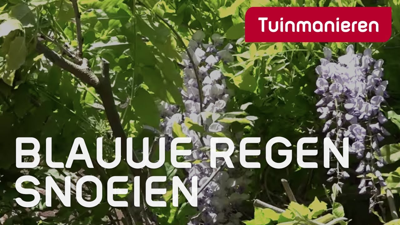 Blauwe regen snoeien: hoe doe je dat? | Tuinmanieren