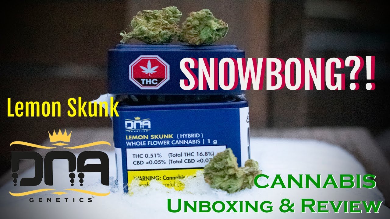 Cannabis Unboxing & Review: LEMON Skunk by DNA Genetics - Snowbong! (LEGAL CANADIAN WEED)
