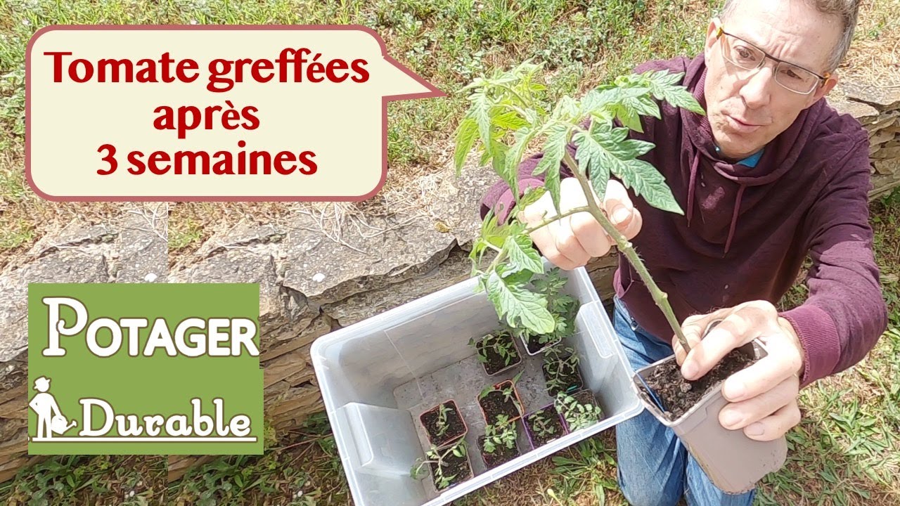 Tomates greffées après 3 semaines