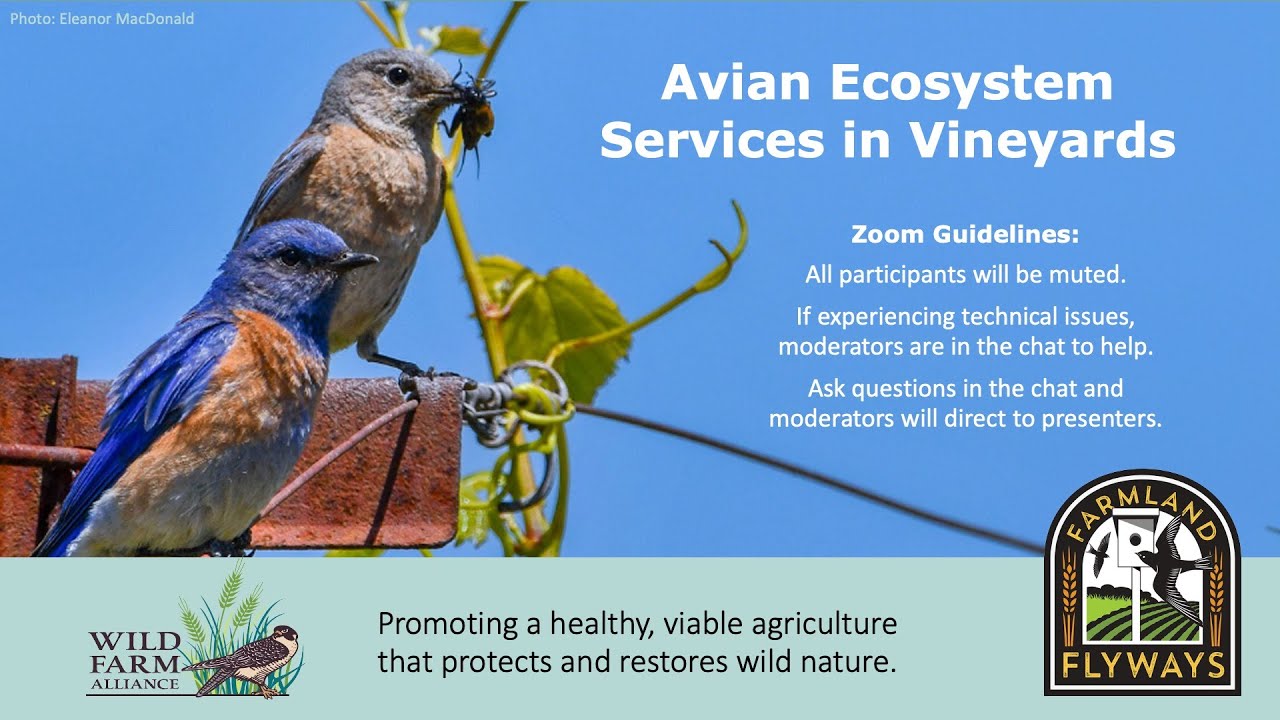 Avian Ecosystem Services in Vineyards Webinar