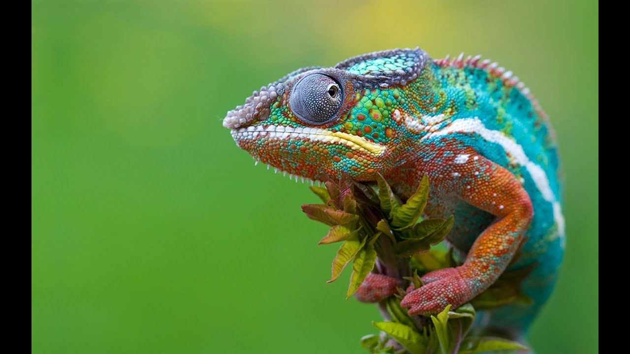 Most Unusual Country on Earth | Madagascar
