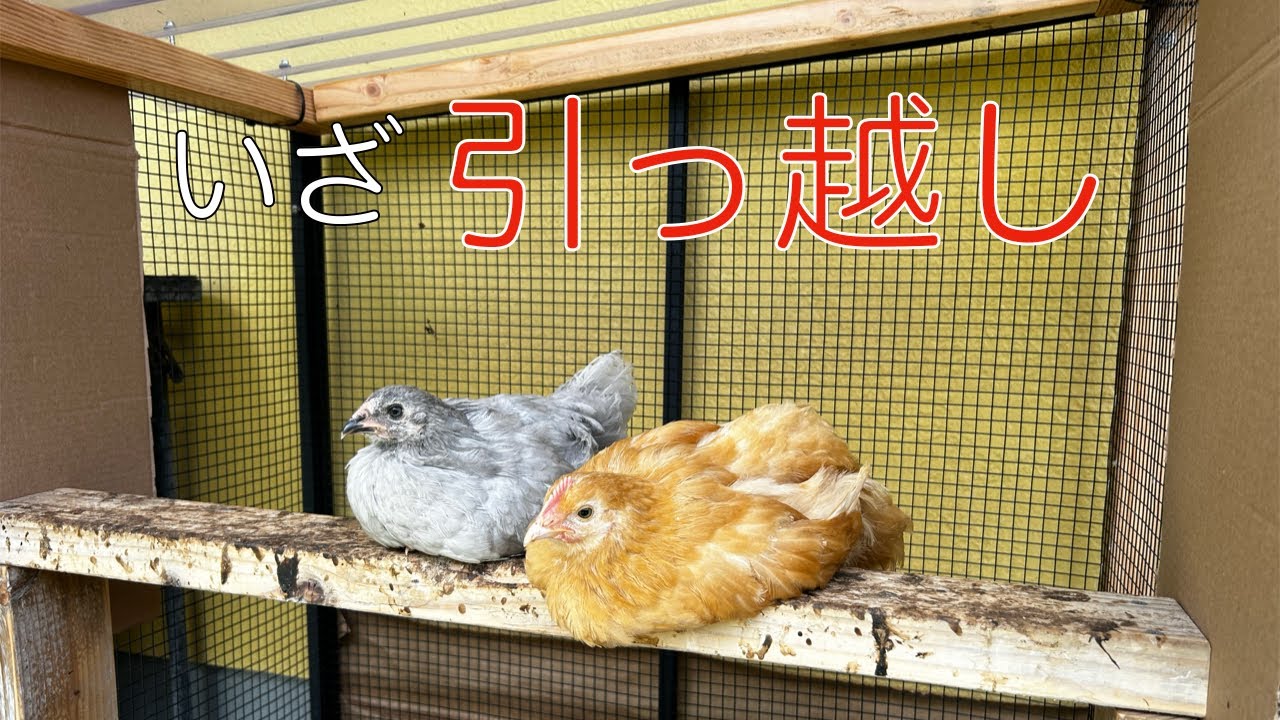 [Chickens] It's moving time!
