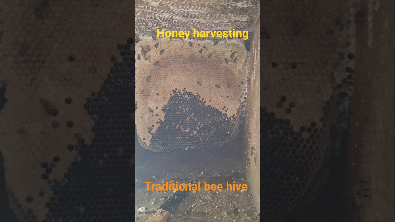 traditional Beekeeping 🐝 honey harvesting 🍯 traditional bee hive Beekeeping kashmir