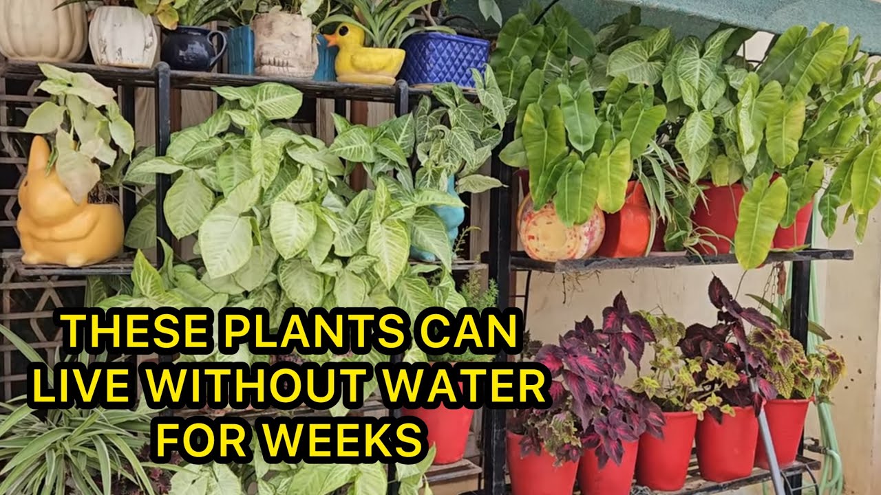 बिना पानी के हफ्तों तक आसानी से जिंदा रहने वाले पौधे । FUN GARDENING
