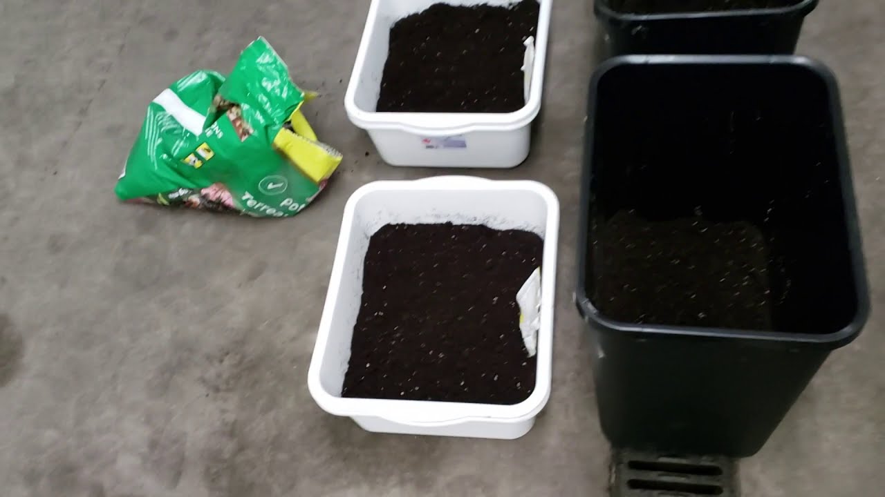 Planting Seeds