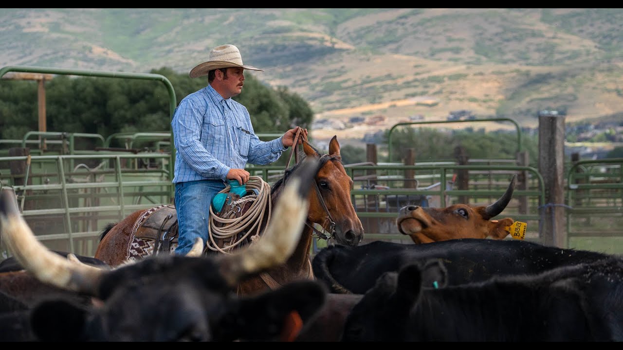MONTE ~ 2017 AQHA Gelding by PROVOST HORSES