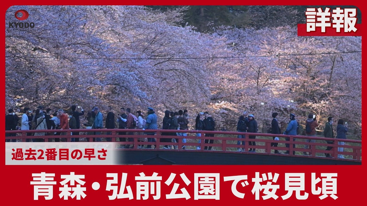 【詳報】青森・弘前公園で桜見頃 過去2番目の早さ