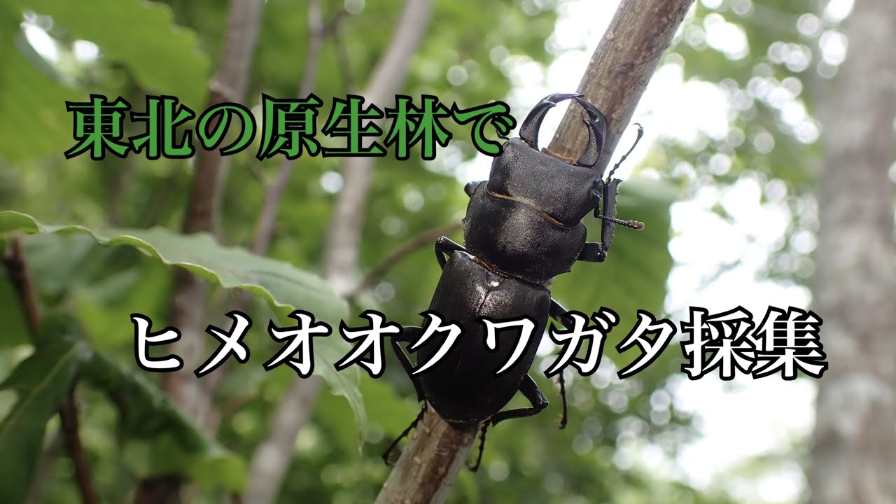 【真夏のヒメオオクワガタ採集】東北地方の原生林の山でクワガタを探す（前編）