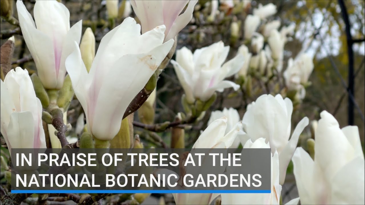In praise of trees at the National Botanic Gardens