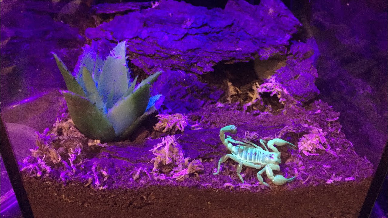GLOW IN THE DARK SCORPION | Zoo Med &lsquo;Creatures&rsquo; Review