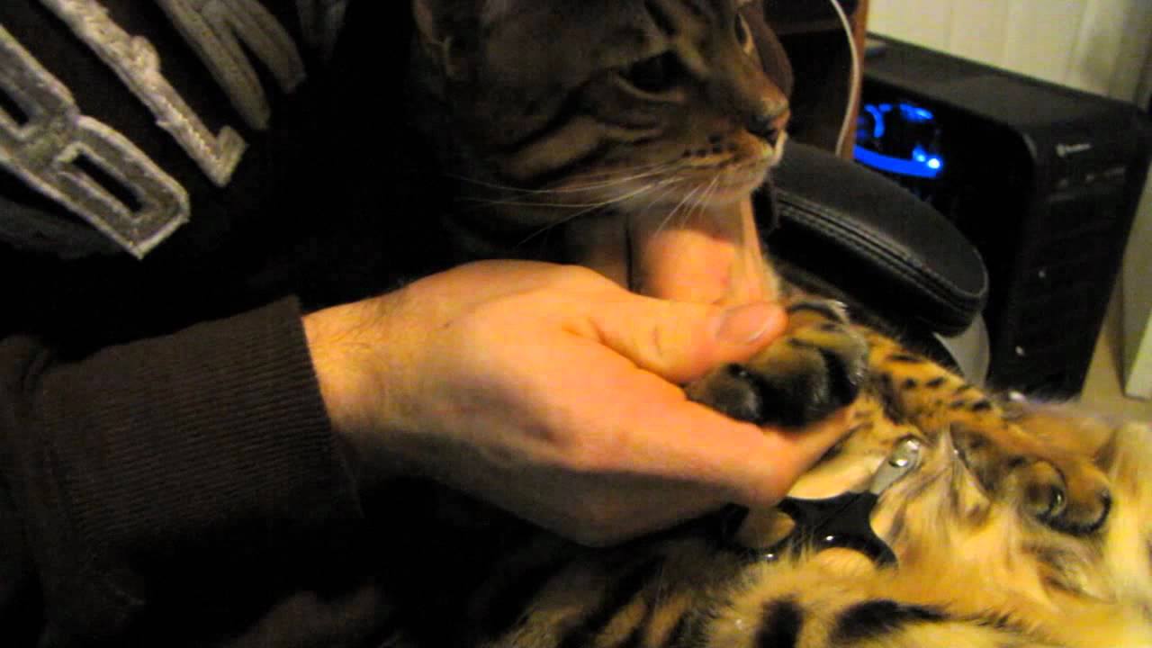 How to Clip Your Cat's Nails With My Bengal Rumble Linus Cat Tips