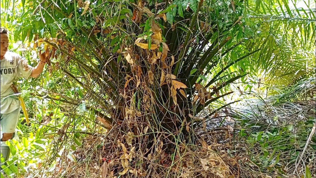 tidak bisa instan butuh waktu untuk membersihkan pokok di kawasan ini