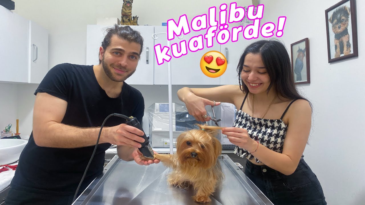 MALİBUYU KÖPEK KUAFÖRÜNE GÖTÜRDÜM! w/ @tugayinanoğlu