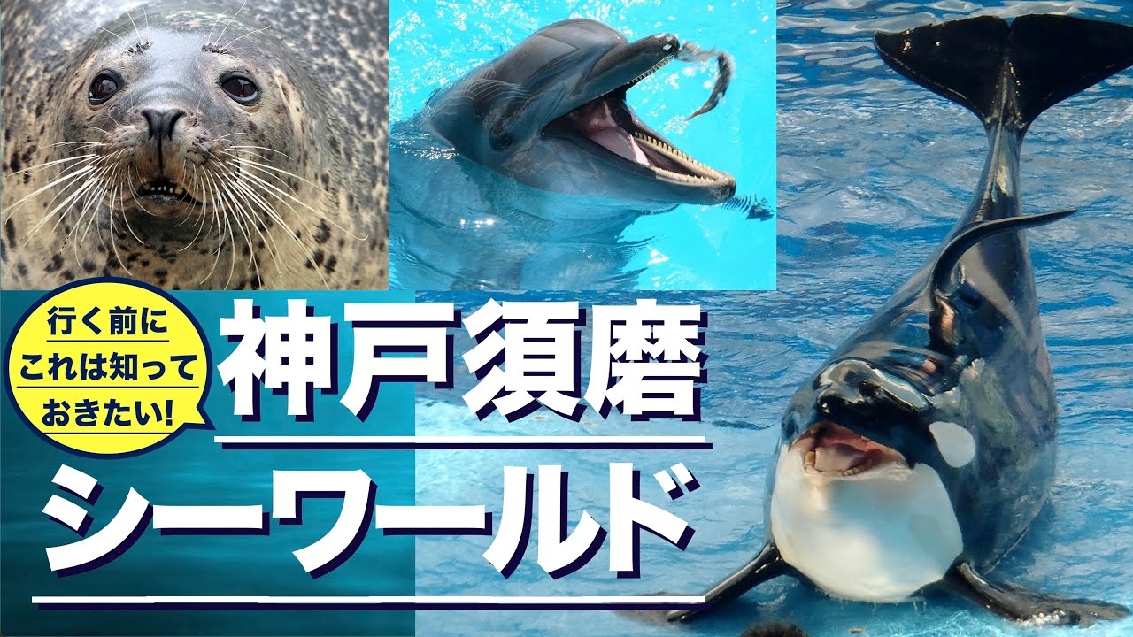 神戸須磨シーワールド／行く前にこれは知っておきたい／KOBE SUMA SEA WORLD