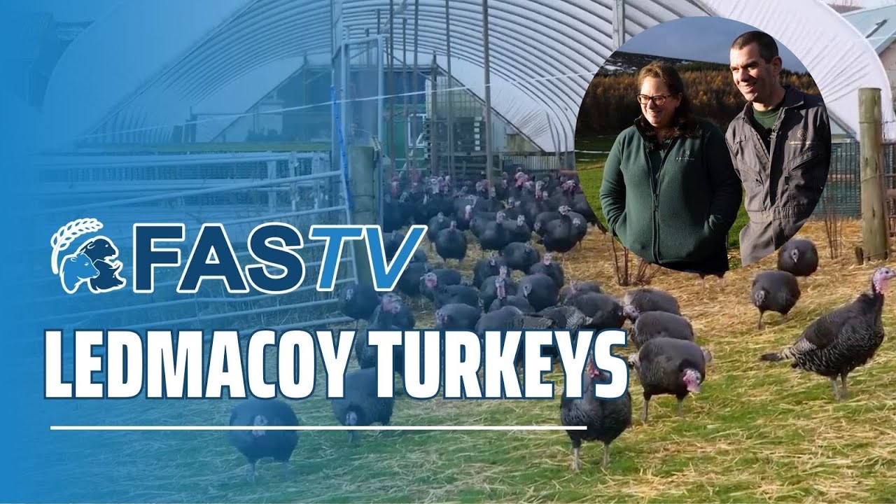 FAS TV Series 5 Ep 21 - Ledmacoy Turkeys