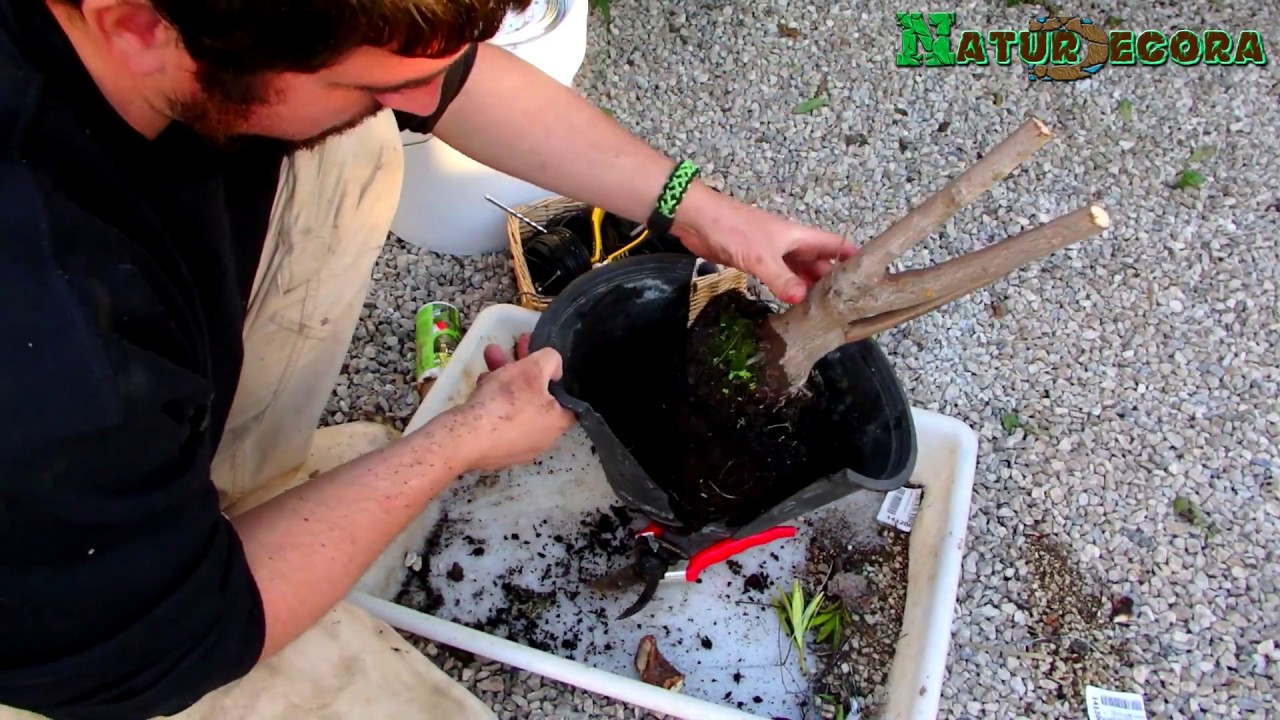 Cómo empezar un bonsai con un árbol de vivero - El olmo