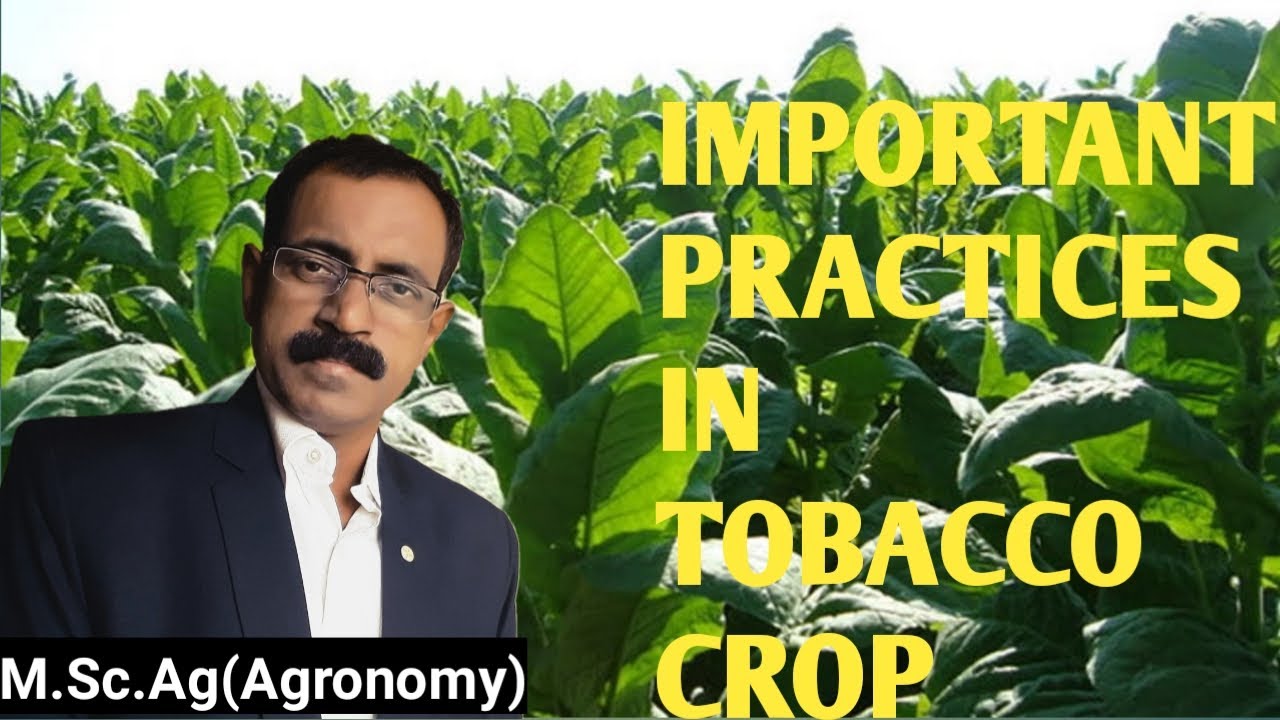 IMPORTANT PRACTICES IN TOBACCO CROP