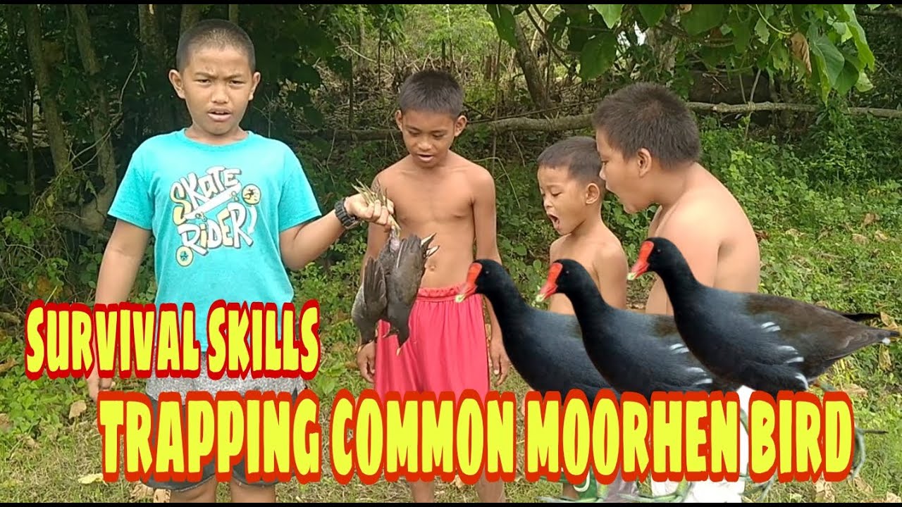 How to trap common moorhen Bird | primitive survival skills|cook deliciously in the forest