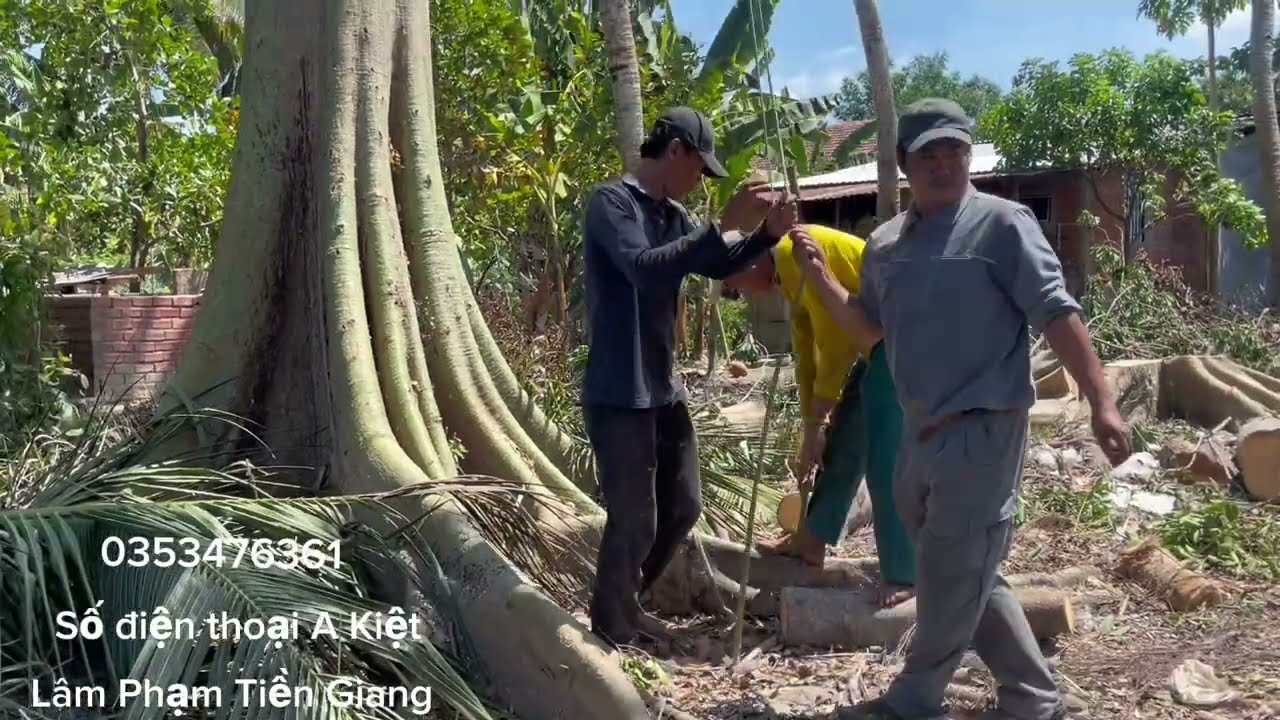 Nhóm A Kiệt muốn quay xe ra về Khi nhận cưa cây Gòn khủng trong khu vườn hoang 