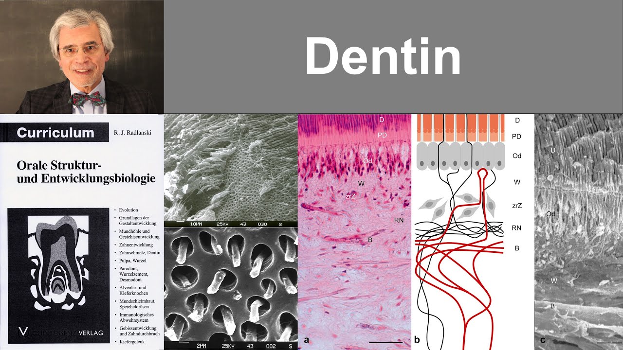 8 Dentin