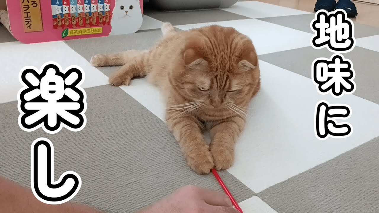【OMOIDE-31】心臓病を抱えてる愛猫の遊び方【スコティッシュフォールド】