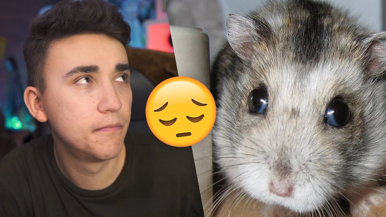 HAMSTERUL MEU NEBUN (Jurnalul lui Daragiu)