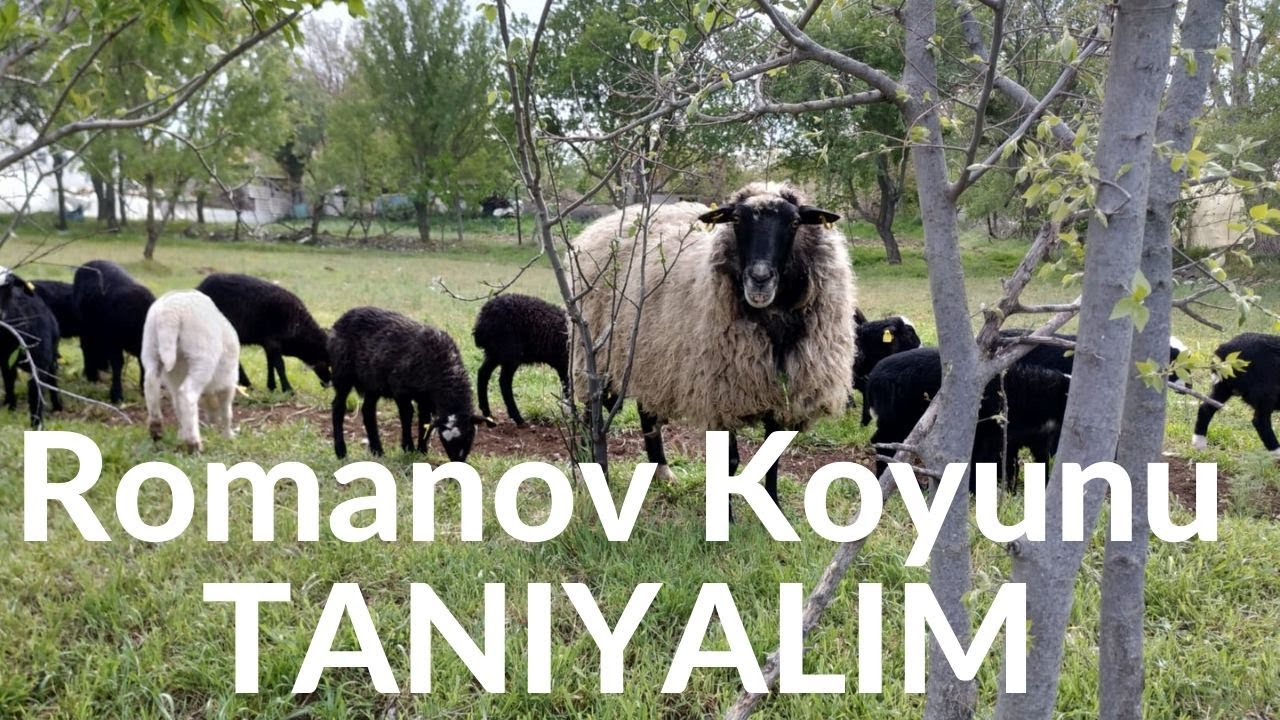 Romanov Koyunu
