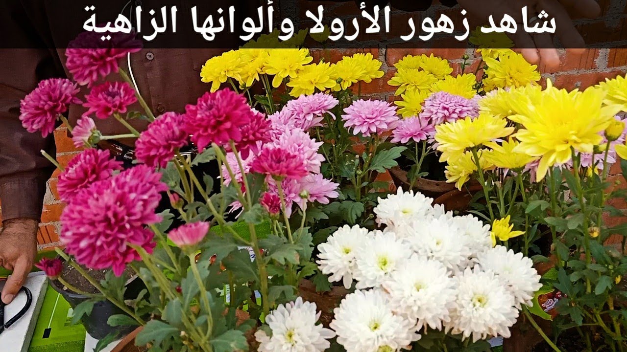 حصريا شاهد كيفية إكثار نبات الارولا بالعقل (Arula)